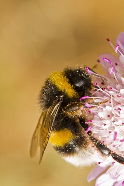 -De-cauda-lustre Bumblebee (Bombus terrestris subsp. lusitanicus) — Fotografia de Stock