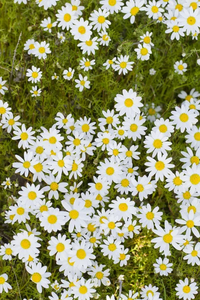 Flores brancas da margarida — Fotografia de Stock