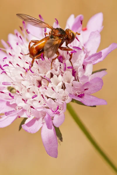 Παράξενο μύγα στο λουλούδι — Φωτογραφία Αρχείου