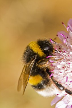 Tutkunu kuyruklu Bumblebee (Bombus terrestris subsp. lusitanicus)