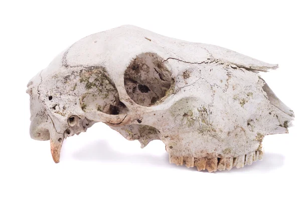 羊の頭蓋骨 — ストック写真