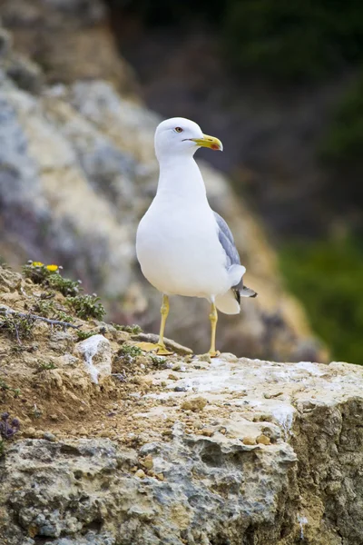 Pájaro gaviota en la naturaleza — Foto de Stock