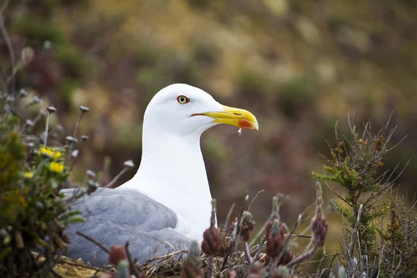 Mås fågel i naturen — Stockfoto