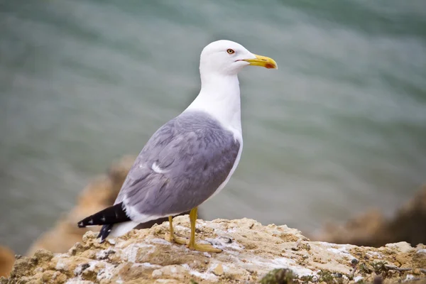 Seagull vogels uit het wild — Stockfoto