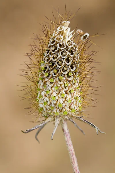 Hermoso detalle de planta —  Fotos de Stock