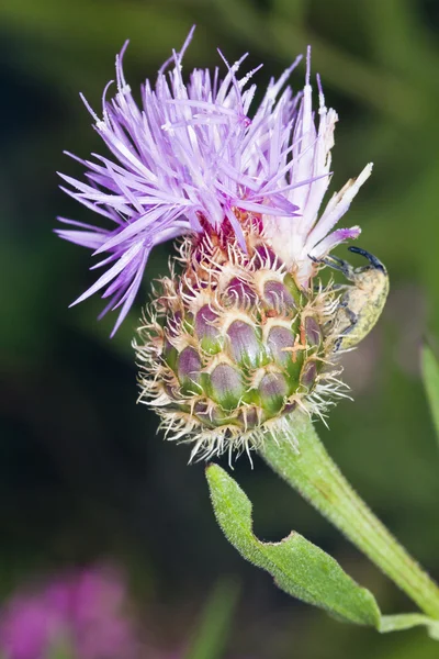 Cynara algarbiensis flower — Stock Photo, Image