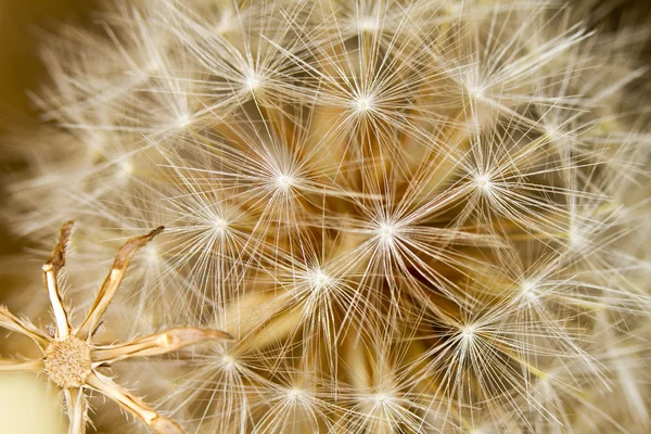 Belas flores de dente-de-leão — Fotografia de Stock