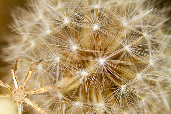 beautiful dandelion flowers