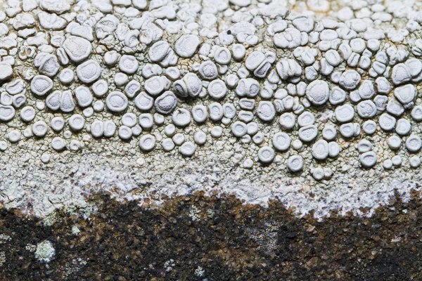 Ochrolechia parella lichene — Foto Stock