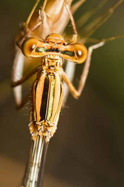 Damselfly έντομο — Φωτογραφία Αρχείου