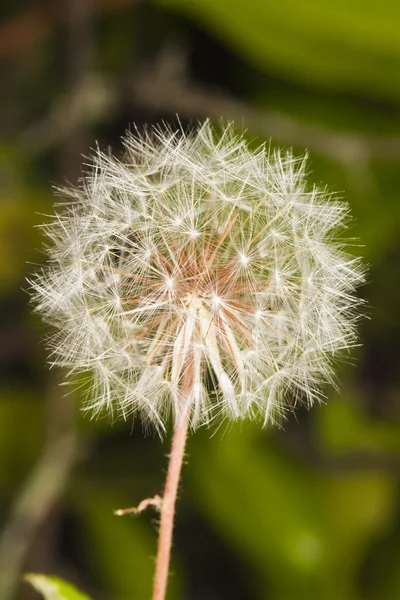 Beautiful dandelion flowers — Stock Photo, Image