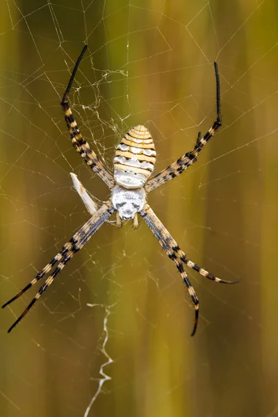 Струйный паук (Argiope bruennichi ) — стоковое фото