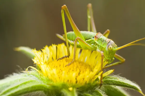 Gran grillo verde Bush (Tettigonia viridissima ) — Foto de Stock