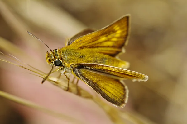 Lulworth 선장 (Thymelicus acteon) — 스톡 사진