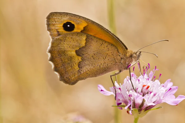 Small Heath (Coenonha pamphilus) ) — стоковое фото