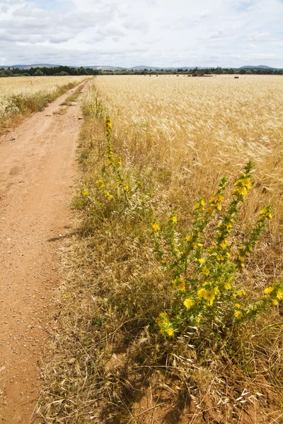 Dirt road on cereal meadow — Stock Photo, Image