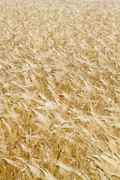 Plantação de trigo — Fotografia de Stock