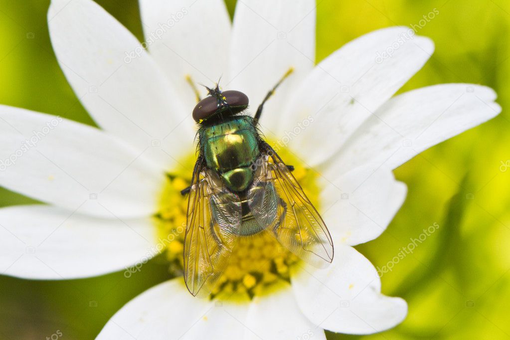 green metallic bottle fly