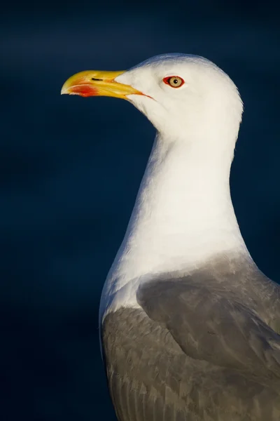 Seagull bird — Stock Photo, Image