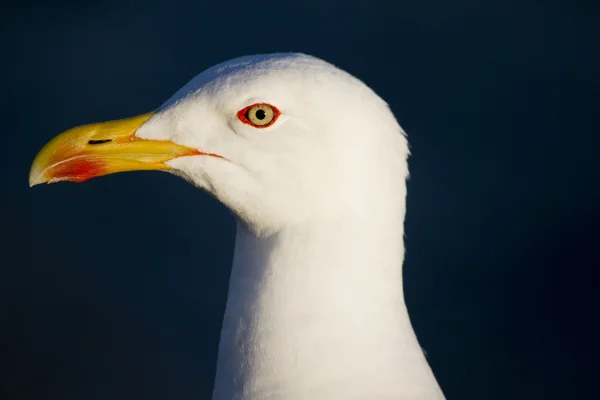 Seagull bird — Stock Photo, Image