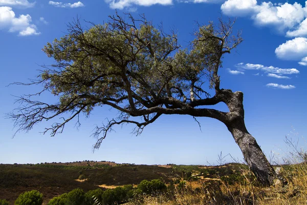 Tepedeki yalnız ağaç. — Stok fotoğraf