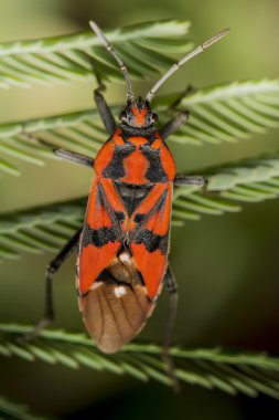 Firebug'ı, pyrrhocoris apterus
