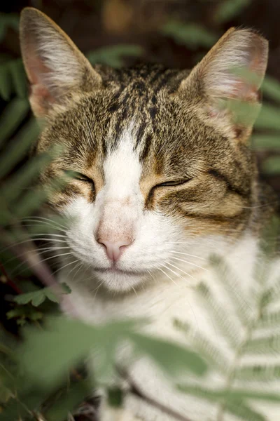 Schläfrige Katze — Stockfoto