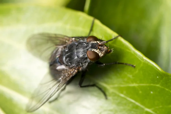 Common fly insect — Stock Photo, Image