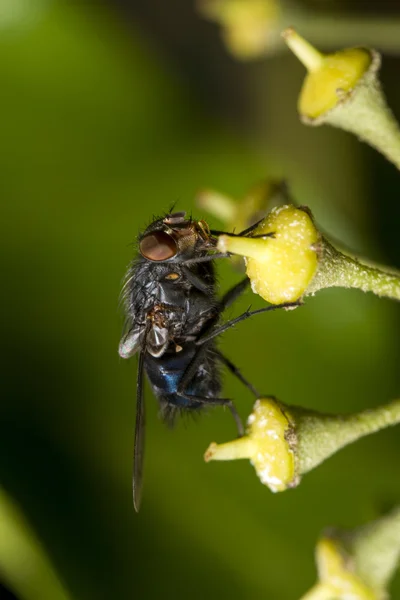 Gemensamma flyga insekt — Stockfoto