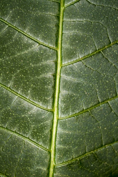 Texture pattern of a green leaf — Stock Photo, Image