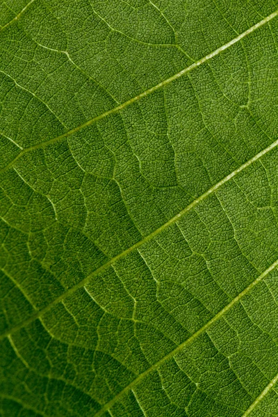 Texture pattern of a green leaf — Stock Photo, Image