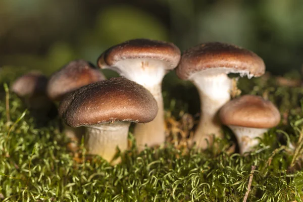 Cogumelos na floresta — Fotografia de Stock