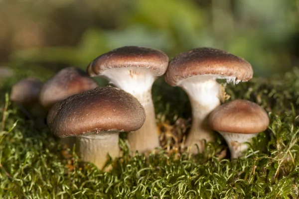 Paddestoelen op het bos — Stockfoto