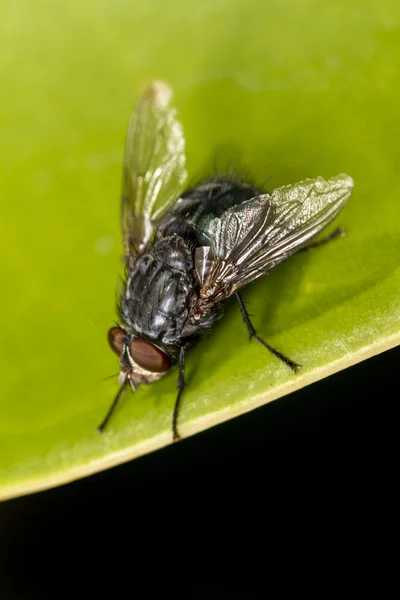 Fly on top of leaf — Stock Photo, Image