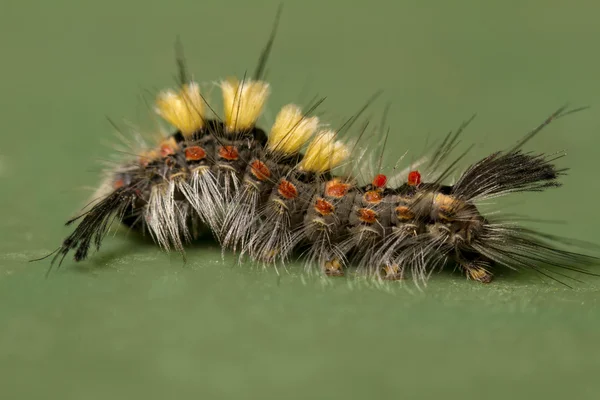 Rozsdás Tussock moly caterpillar — Stock Fotó