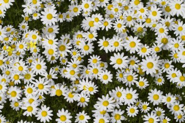 Beyaz papatya çiçekleri tarlası