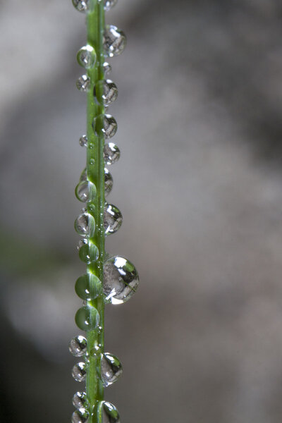 blade of grass with morning condensation