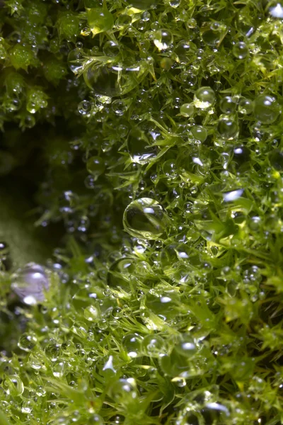 Hierba de musgo con condensación matutina — Foto de Stock