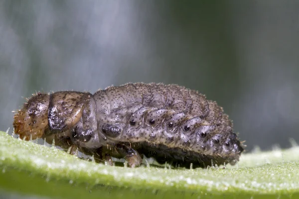 Beetle larva — Stock Photo, Image