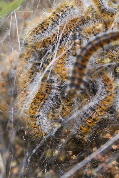Pine Processionary (Thaumetopoea pityocampa) caterpillars — Stock Photo, Image