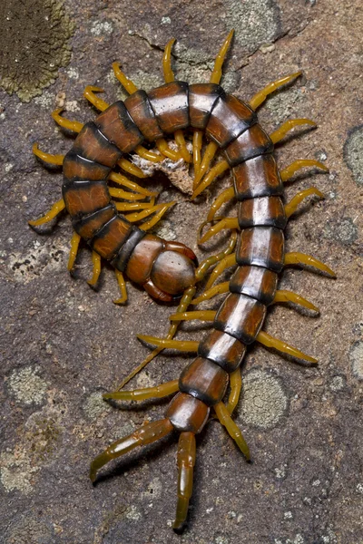 Мегарианская многоножка (Scolopendra cingulata ) — стоковое фото