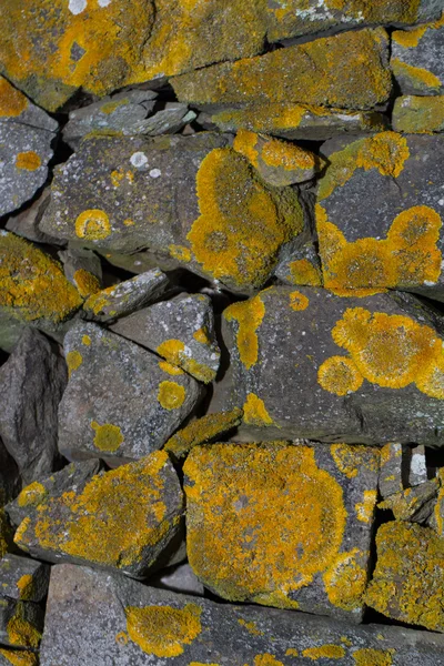Stone wall covered in yellow lichen — Stock Photo, Image