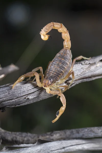 Buthus Escorpião (scorpio occitanus) — Fotografia de Stock