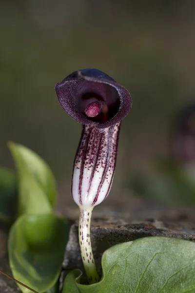 Vista de cerca de una planta de Arisarum Vulgare . —  Fotos de Stock