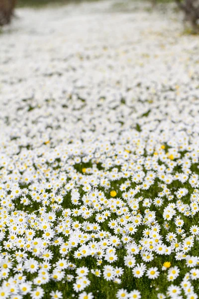 Field of white daisy flowers — Stock Photo, Image