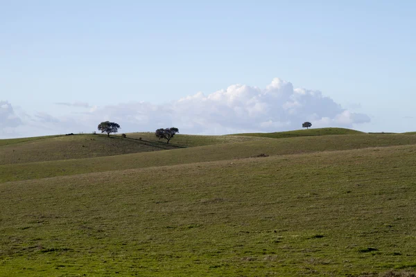 Lege groene heuvels met zeer weinig verspreide bomen — Stockfoto