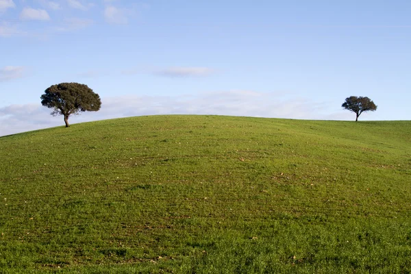 Empty green hills with very few scattered trees — Stock Photo, Image