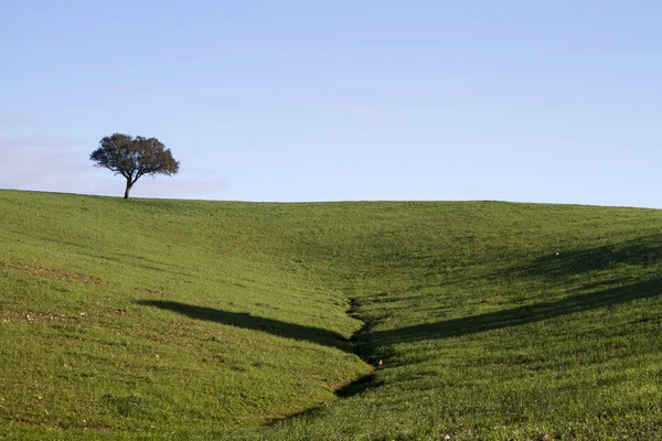 Empty green hills with very few scattered trees — Stock Photo, Image