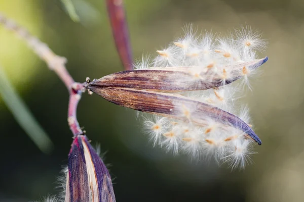 Vaina de cápsula de semilla abierta de una flor de adelfa nerium —  Fotos de Stock