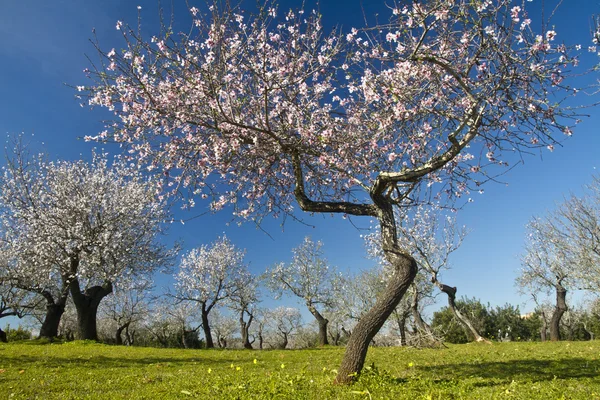 Almond tree blossoms — Stock Photo, Image
